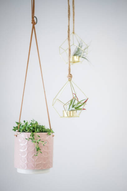 istock Three Hanging Indoor Succulents 1262790889