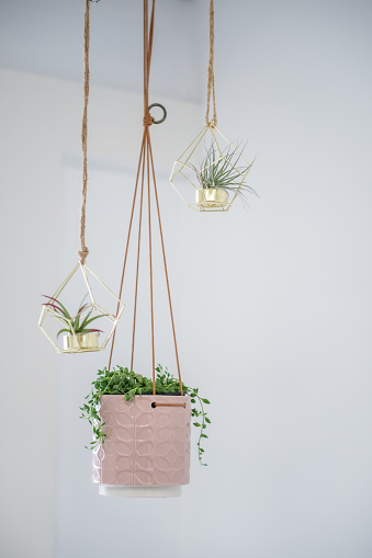 Three indoor succulents hang from the ceiling in modern pots against a white wall.