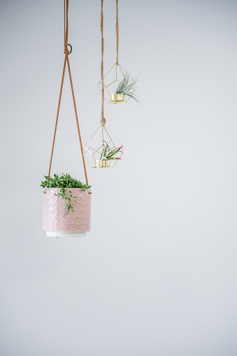 Three indoor succulents hang from the ceiling in modern pots against a white wall.
