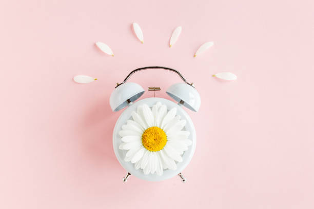 istock Composition-summer time from clock and chamomile flowers on pink background. Flat lay, top view 1262792392