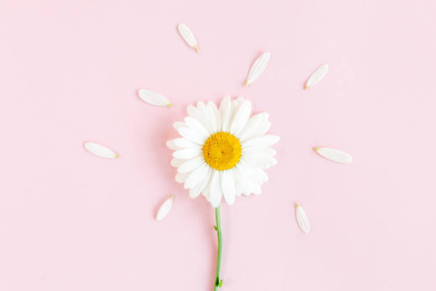 istock Chamomile flower beautiful and delicate on pink background 1262792416