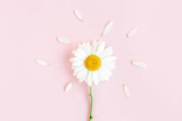 Chamomile flower beautiful and delicate on pink background. High quality photo