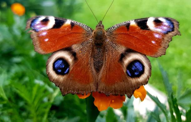 istock European peacock butterfly - Aglais io 1262794199