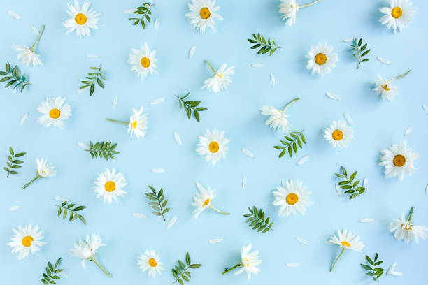 istock Pattern made of chamomiles, petals, leaves on blue background. Flat lay, top view 1262794438