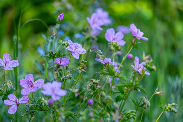 istock Wild Flowers In Utah 1262795610