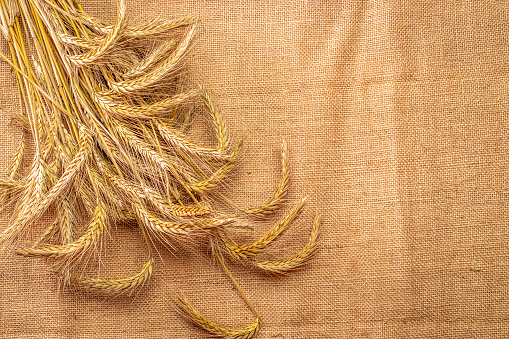 Grains isolated. Whole, barley, harvest wheat sprouts. Wheat grain ear or rye spike plant on linen texture or brown natural organic background, for cereal bread flour. Top view, cutout.