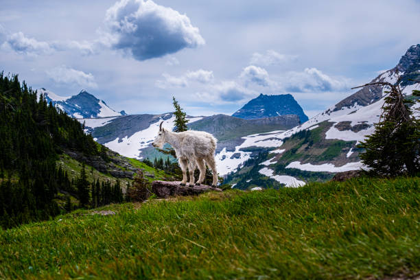 Mountain goats roaming the mountains and glaciers in Montana, USA.