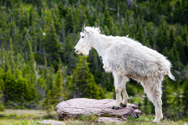 istock Mountain Goats In Montana 1262799532
