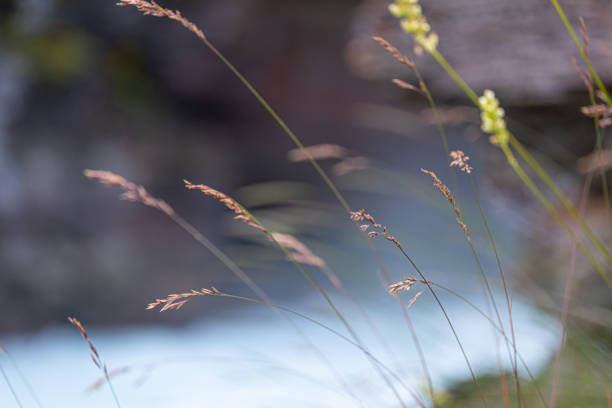 flores selvagens fecham fundo - montana mountain meadow flower - fotografias e filmes do acervo