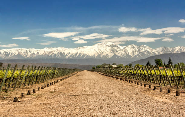 vigneti di lujan de cuyo nella regione vinicola di mendoza, argentina. - agriculture winemaking cultivated land diminishing perspective foto e immagini stock