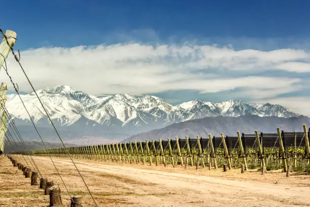 Beautiful Malbec vineyard. Lujan de Cuyo, Mendoza, Argentina.