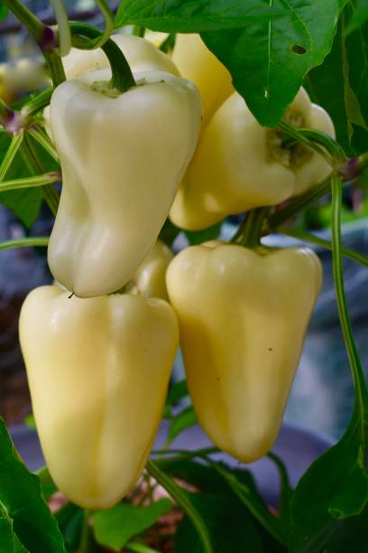 istock Romanian Sweet Peppers Ripening in the Garden 1262812612
