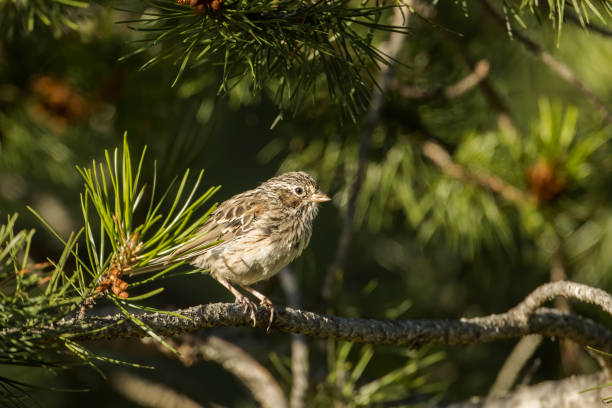 istock Song sparrow perched on a branch. 1262818739