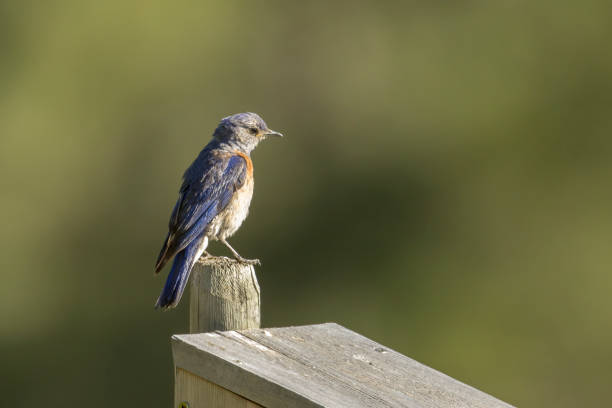 A female western bluebird is perched on a post at Farragut State park in Idaho.
