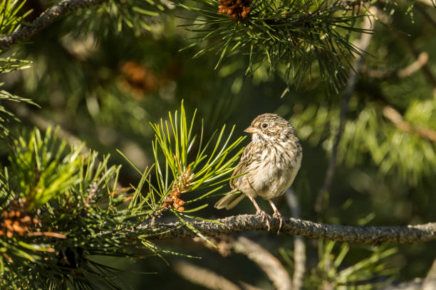 istock Song sparrow looks the other way. 1262818748