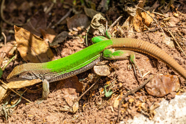 lucertola verde (ameiva ameiva) che prende il sole - claw rainforest outdoors close up foto e immagini stock