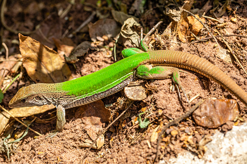 Green lizard (Ameiva ameiva) sunbathing..