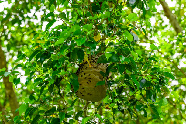 꿀벌둥지는 나무의 가지에 나뭇잎 의 중간에 둥지. - colony collapse disorder 뉴스 사진 이미지