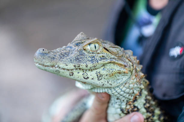 istock Close up on the yellow crop alligator (Caiman latirostris) 1262819963