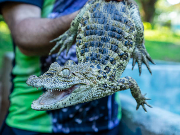 istock Close up on the yellow crop alligator (Caiman latirostris) 1262819971