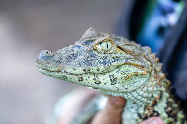istock Close up on the yellow crop alligator (Caiman latirostris) 1262820024