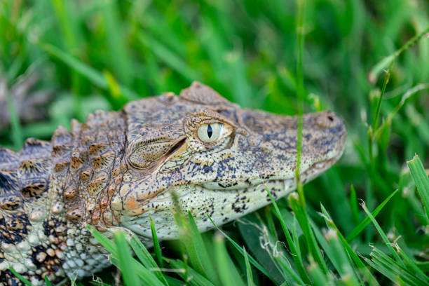 istock Close up on the yellow crop alligator (Caiman latirostris). 1262820030
