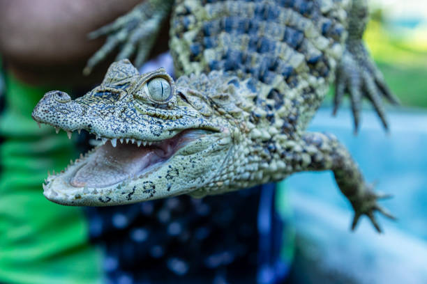 istock Close up on the yellow crop alligator (Caiman latirostris) 1262820051