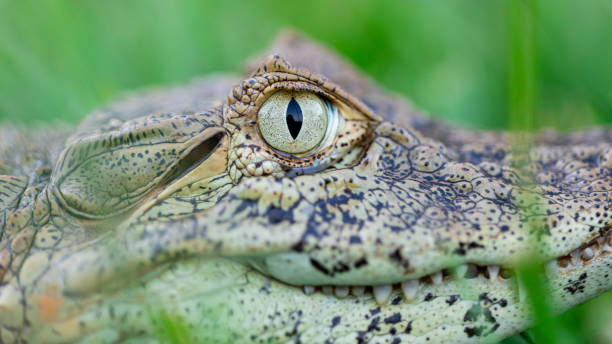 istock Close up on the yellow crop alligator (Caiman latirostris) 1262820074
