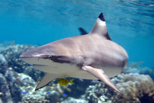 Blacktip Reef Shark swimming over Coral Reef Blacktip Reef Shark, Carcharhinus melanopterus, swimming over Coral Reef. With Pilot fish, Gnathanodon speciosus. Uepi, Solomon Islands blacktip reef shark stock pictures, royalty-free photos & images