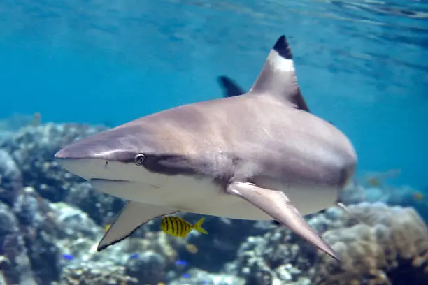 Blacktip Reef Shark, Carcharhinus melanopterus, swimming over Coral Reef. With Pilot fish, Gnathanodon speciosus. Uepi, Solomon Islands