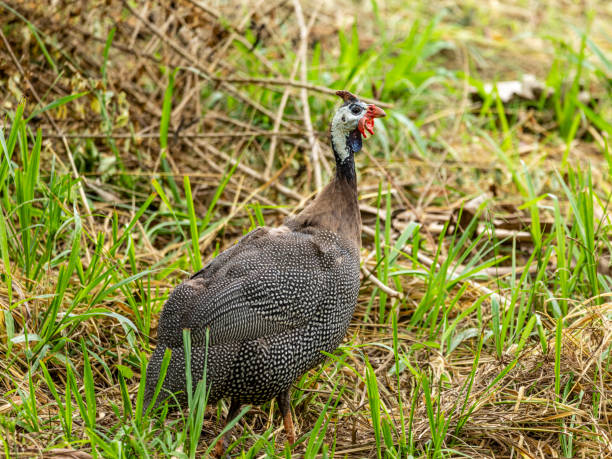 istock Angola hen walking on the farm lawn 1262821825