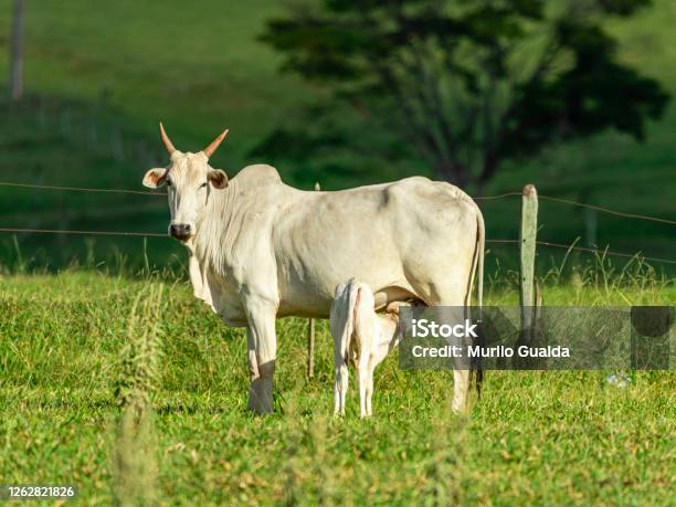 Baby Sapi Sapi Menyusui Anak Sapi Di Halaman Pada Hari Yang Cerah Foto Stok ...
