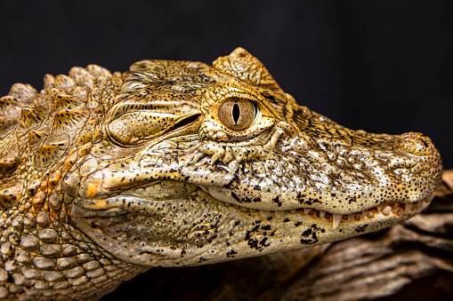 Alligator on black background (Caiman latirostris).