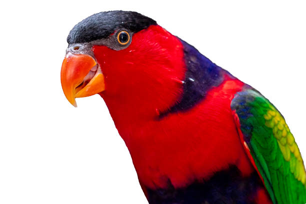 istock Lorius lory posing for photos with white background 1262821937