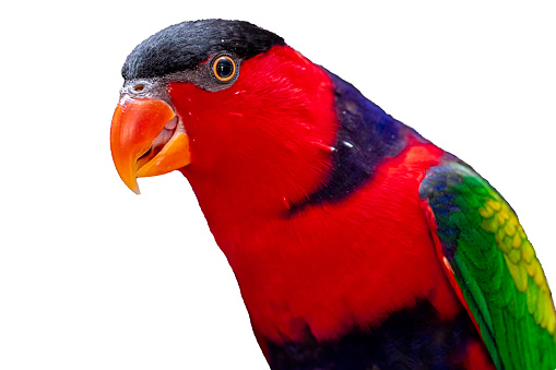 Lorius lory posing for photos with white background..