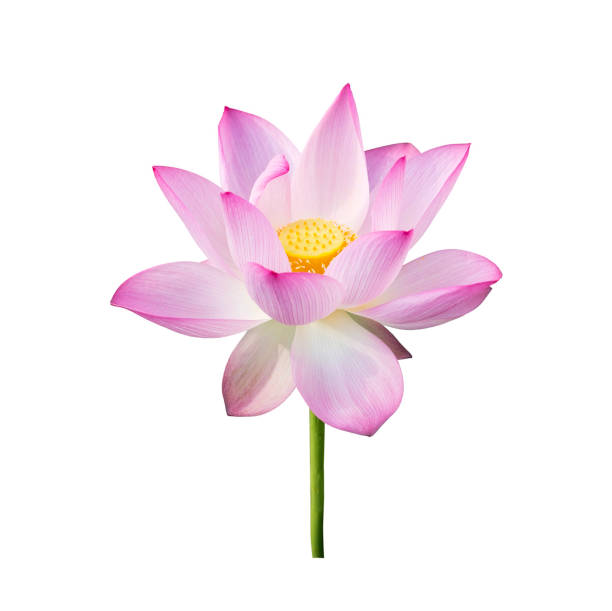 istock lotus on isolated white background. 1262822534