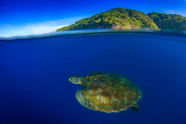 istock Green Sea Turtle split photo 1262822741
