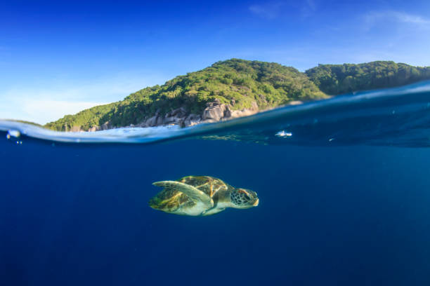 istock Green Sea Turtle split photo 1262822753