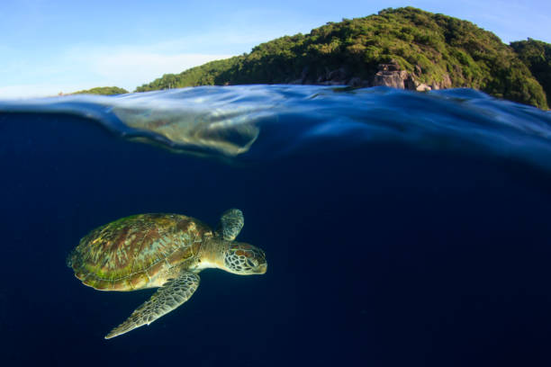 istock Green Sea Turtle split photo 1262822764