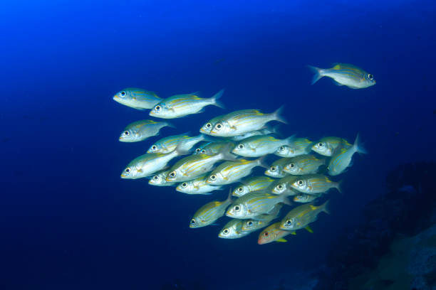 Fish school on coral reef Shoal of Sea Bream fish underwater on coral reef in the Similan Islands, Thailand grunt fish stock pictures, royalty-free photos & images