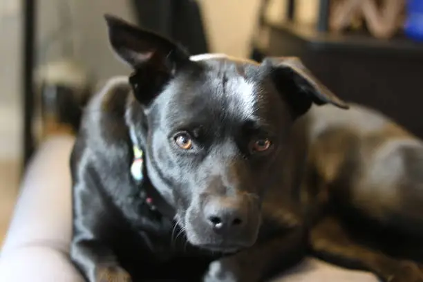 Sweet girl dog laying down.