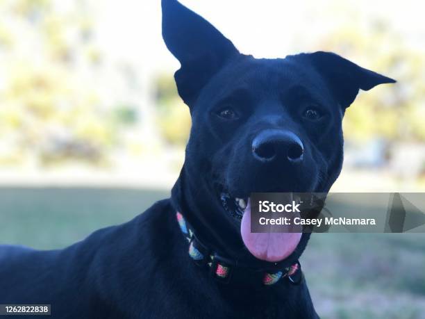 Nala Flopped Her Ear Again Stock Photo - Download Image Now - Animal Body Part, Animal Head, Canine - Animal