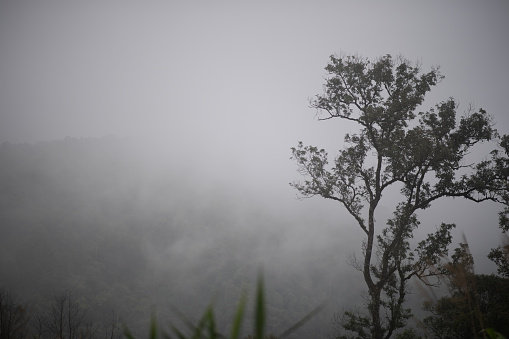 Scenic of Nature at Phu Soi Dao National Park, Uttaradit, Phitsanulok province, north of Thailand