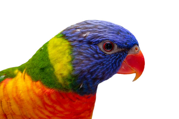 istock Beautiful Trichoglossus moluccanus lory on perch with white background. 1262825401