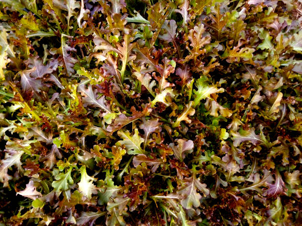istock Fresh Greens ,Vegetable garden, Background - Image 1262828671