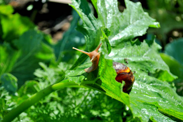 istock The Achatina fulica snail is crawling on a squash leaf 1262830379