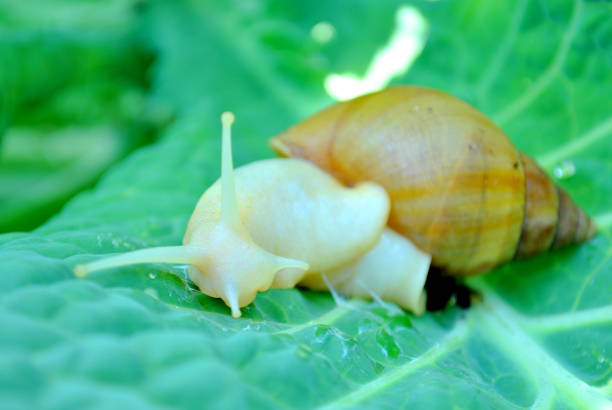 Achatina gigantea, large tame domestic snail a dark background.