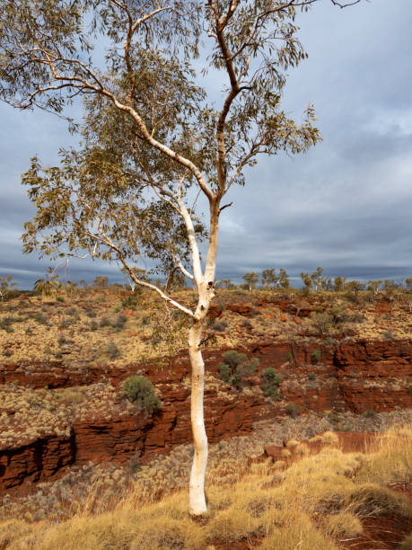 istock Snappy gum in Karijini National Park 1262830421