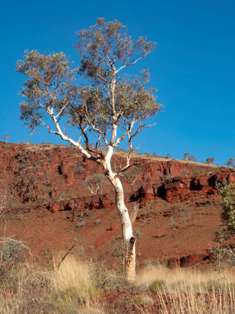 istock Single snappy gum in Karijini National Park 1262830428