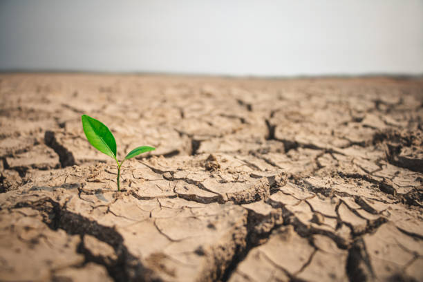 istock Growth of trees in drought crisis, Living with tree drought. 1262833136